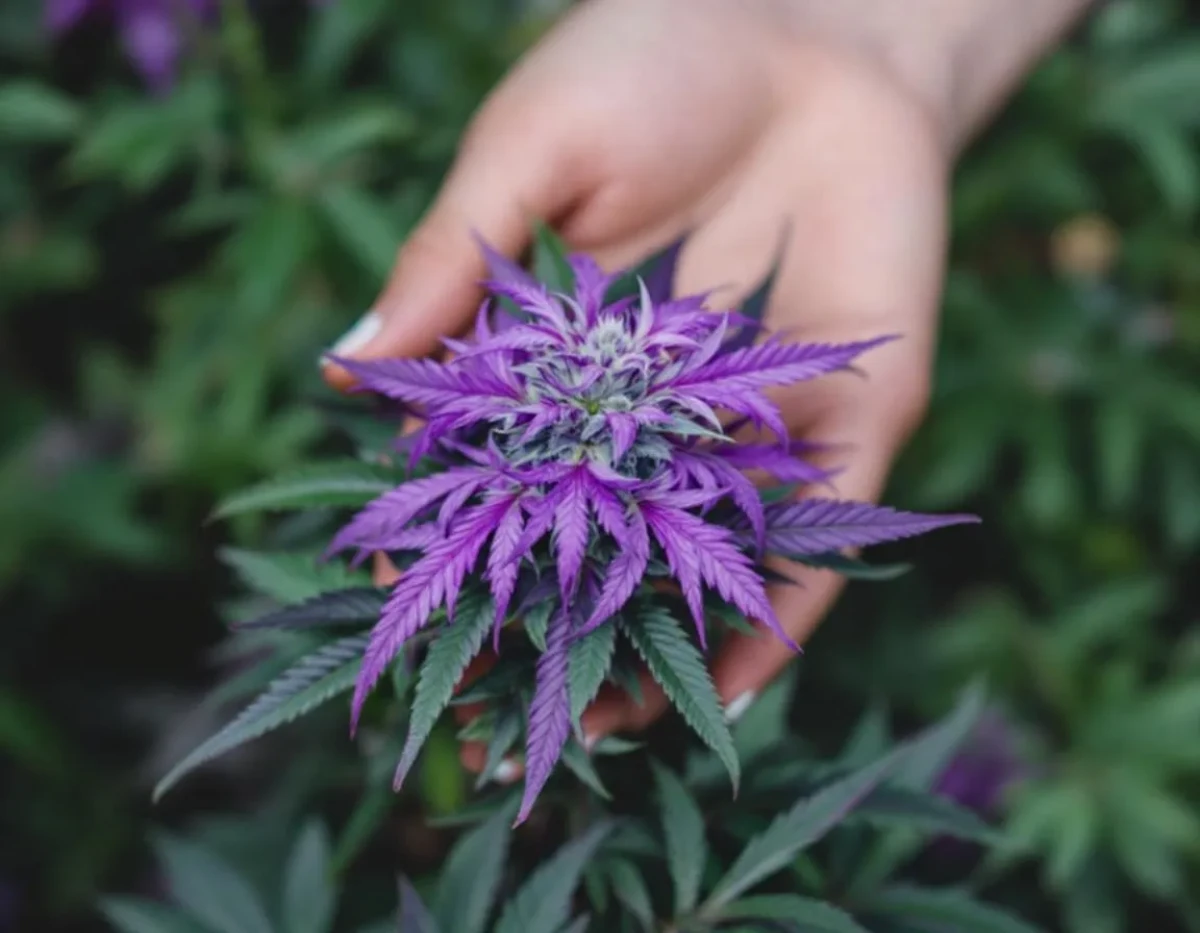 Les différentes façons de consommer le CBD légalement : Guide complet